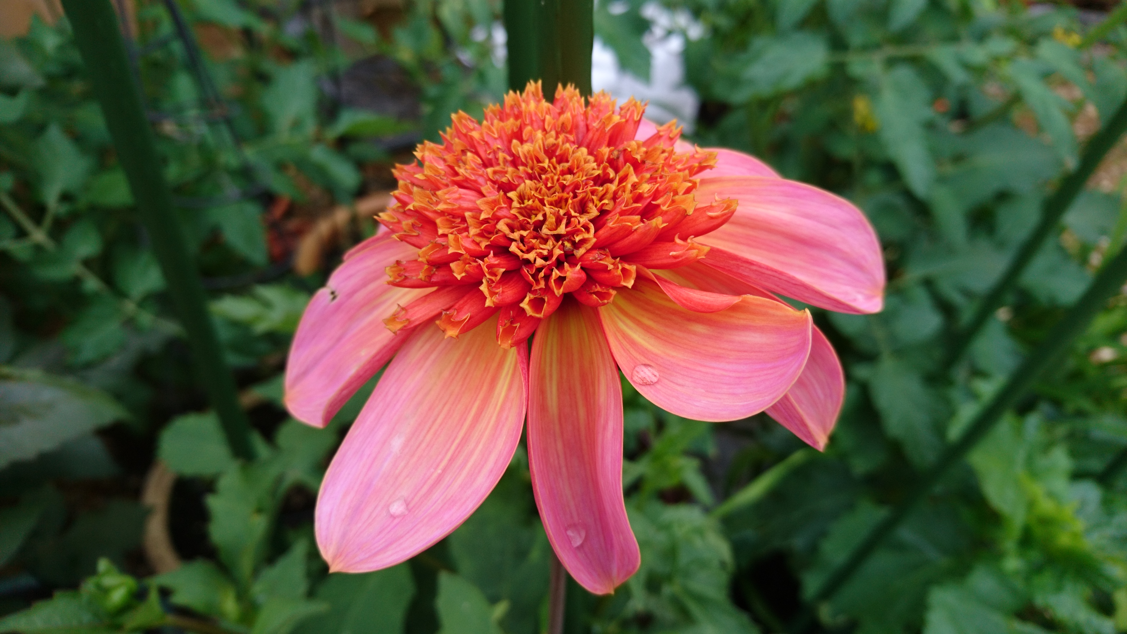 Dahlia Totally Tangerine.