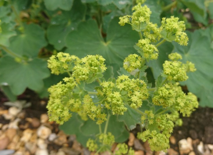 Alchemilla flowers.