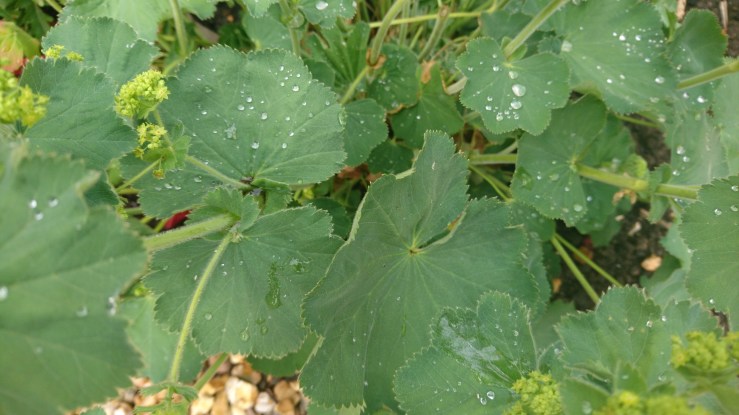 Alchemilla mollis leaves.