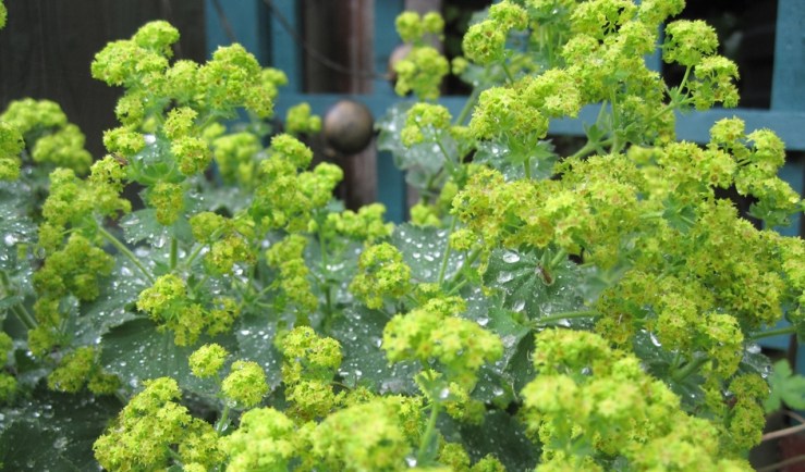 Alchemilla mollis.