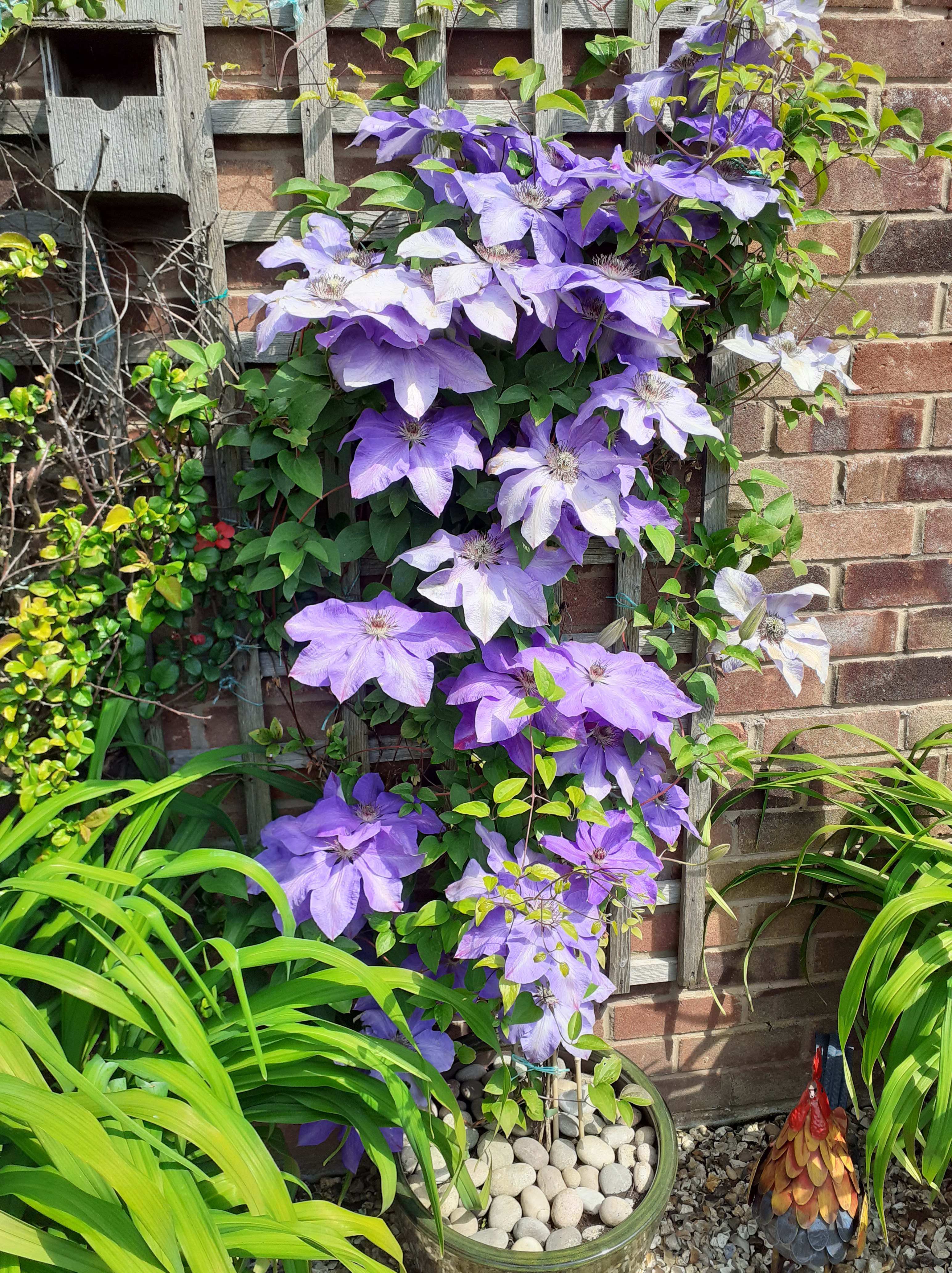 Lilac coloured clematis.