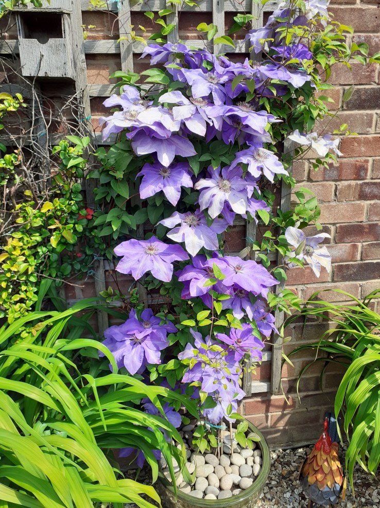 Lilac coloured clematis.