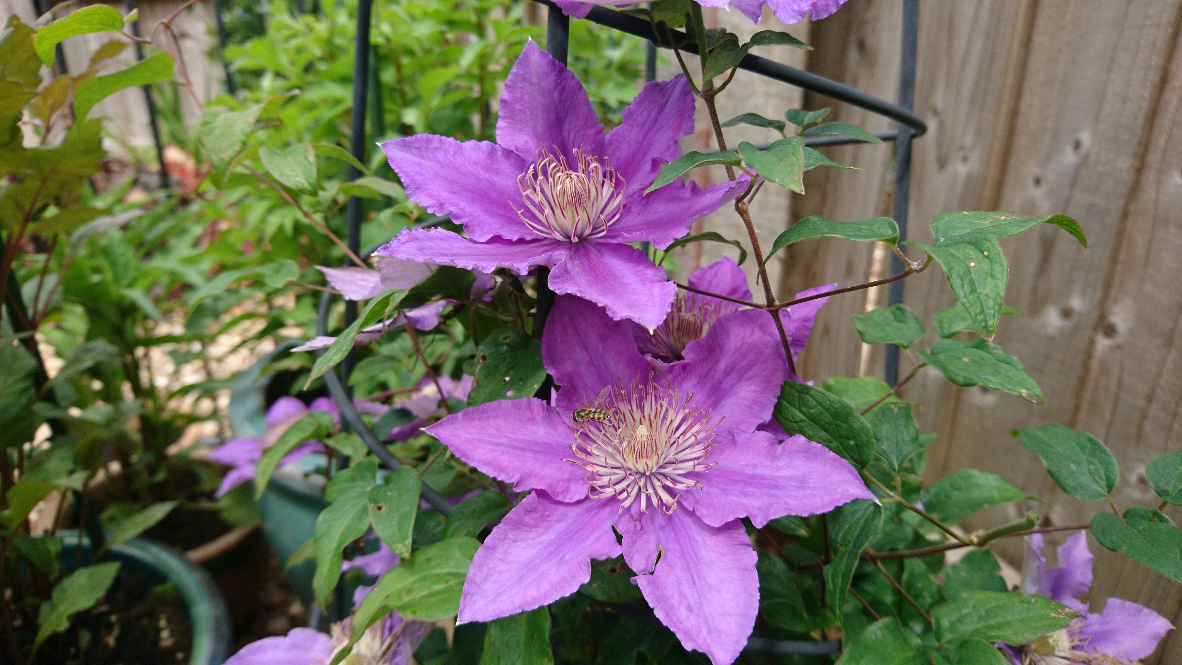 Lilac coloured clematis.