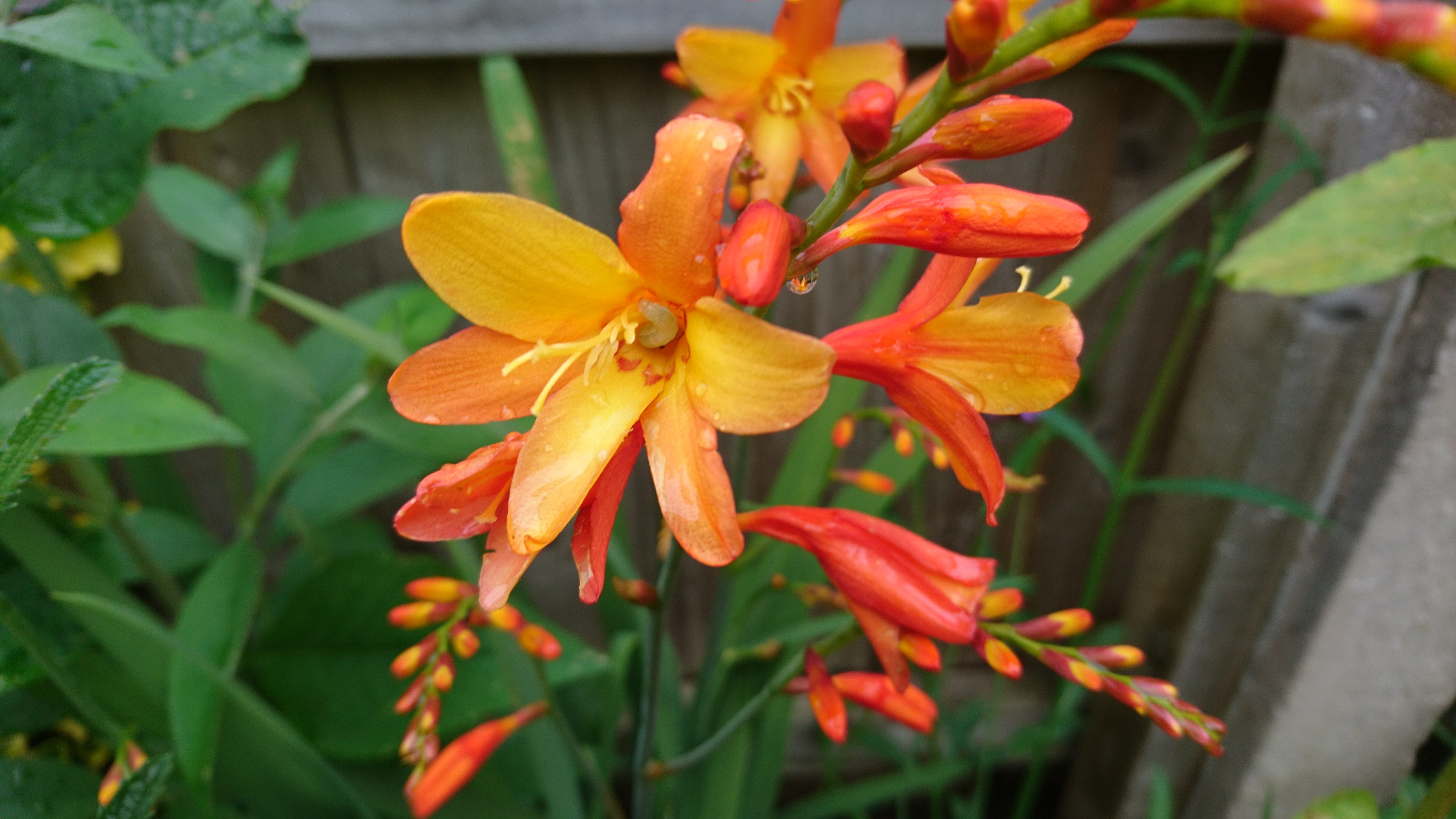 Crocosmia flower.