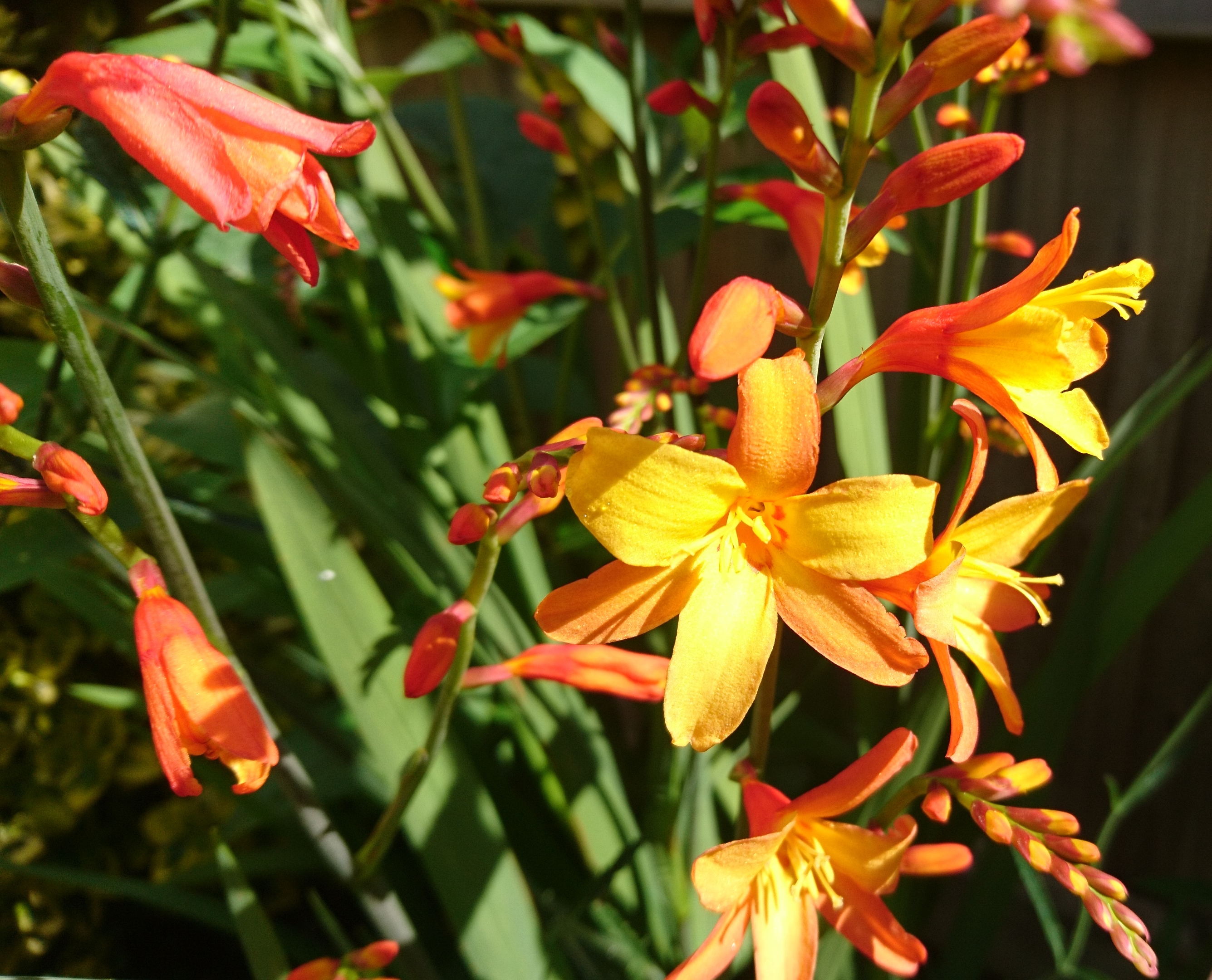 Crocosmia flower.