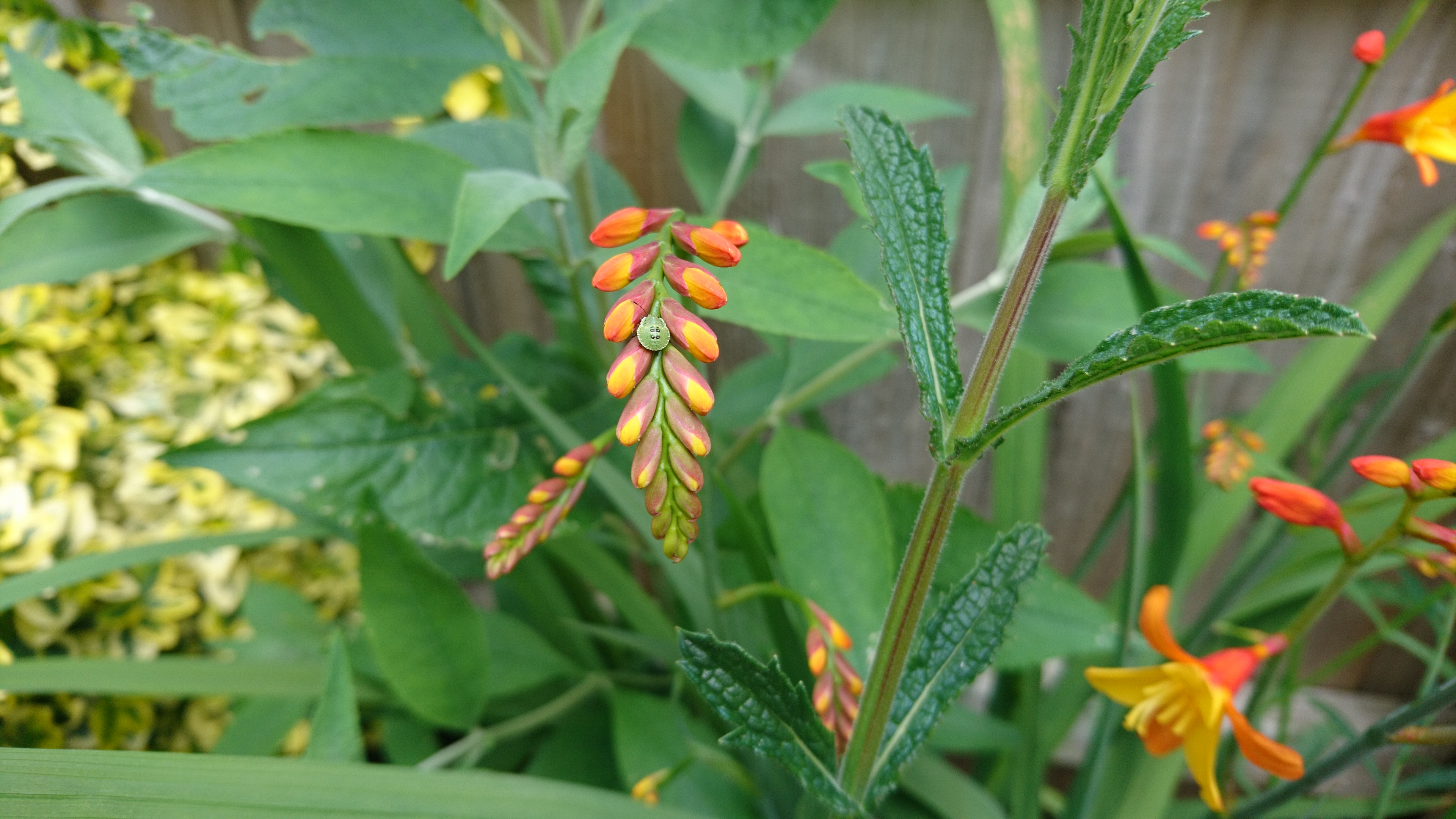 Crocosmia flower before it fully blooms.