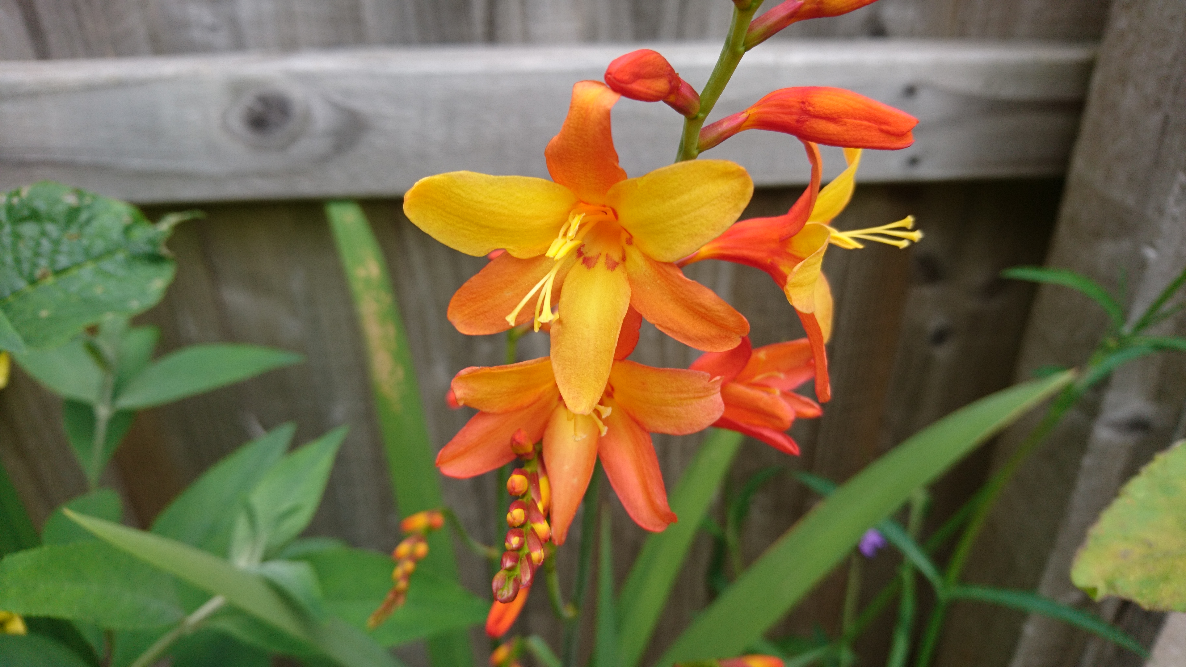 Crocosmia.