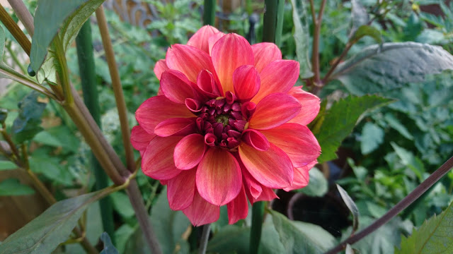 Dahlia Barcardi.