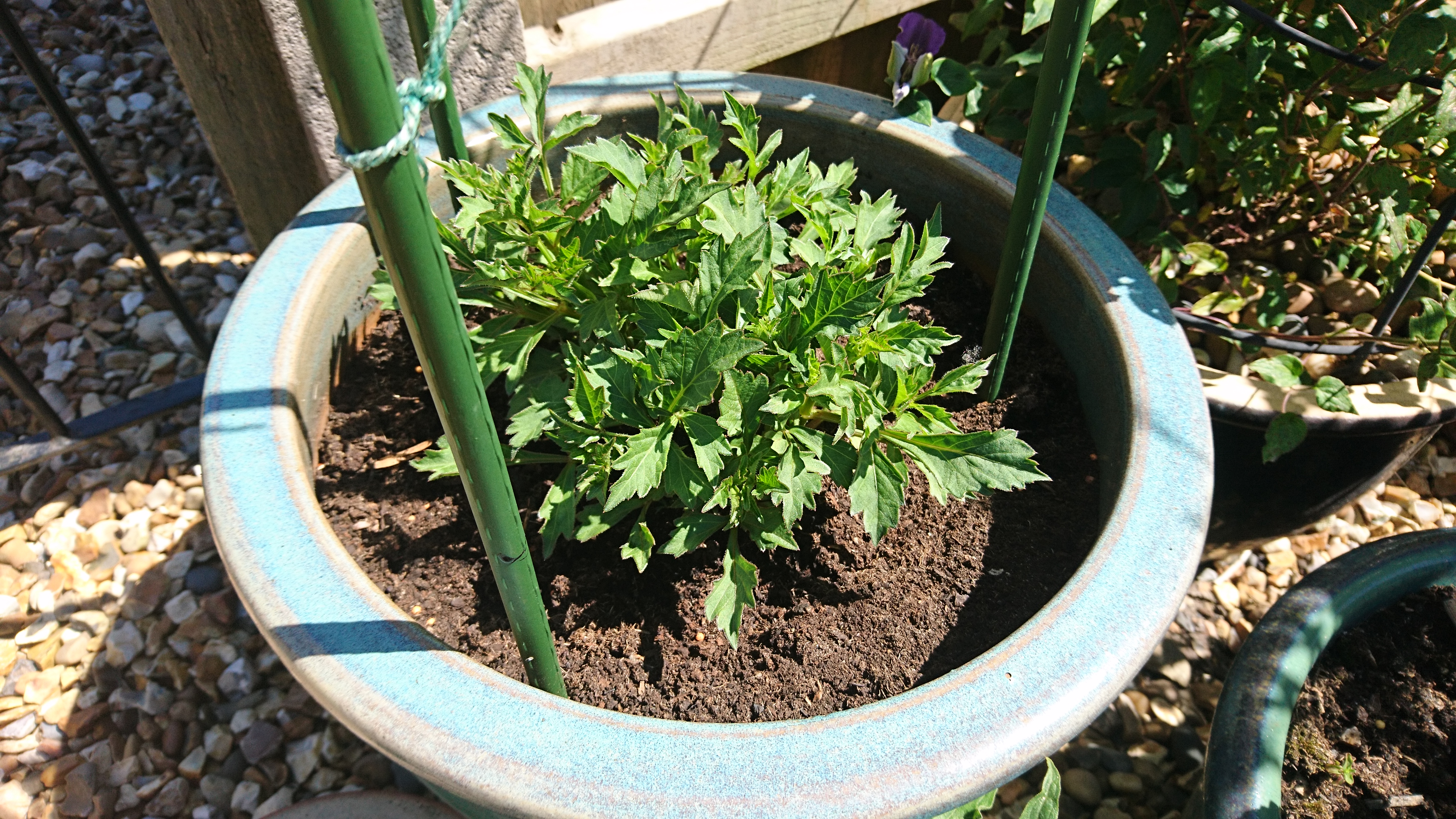 Dahlia (early June).