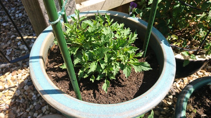 Dahlia (early June).