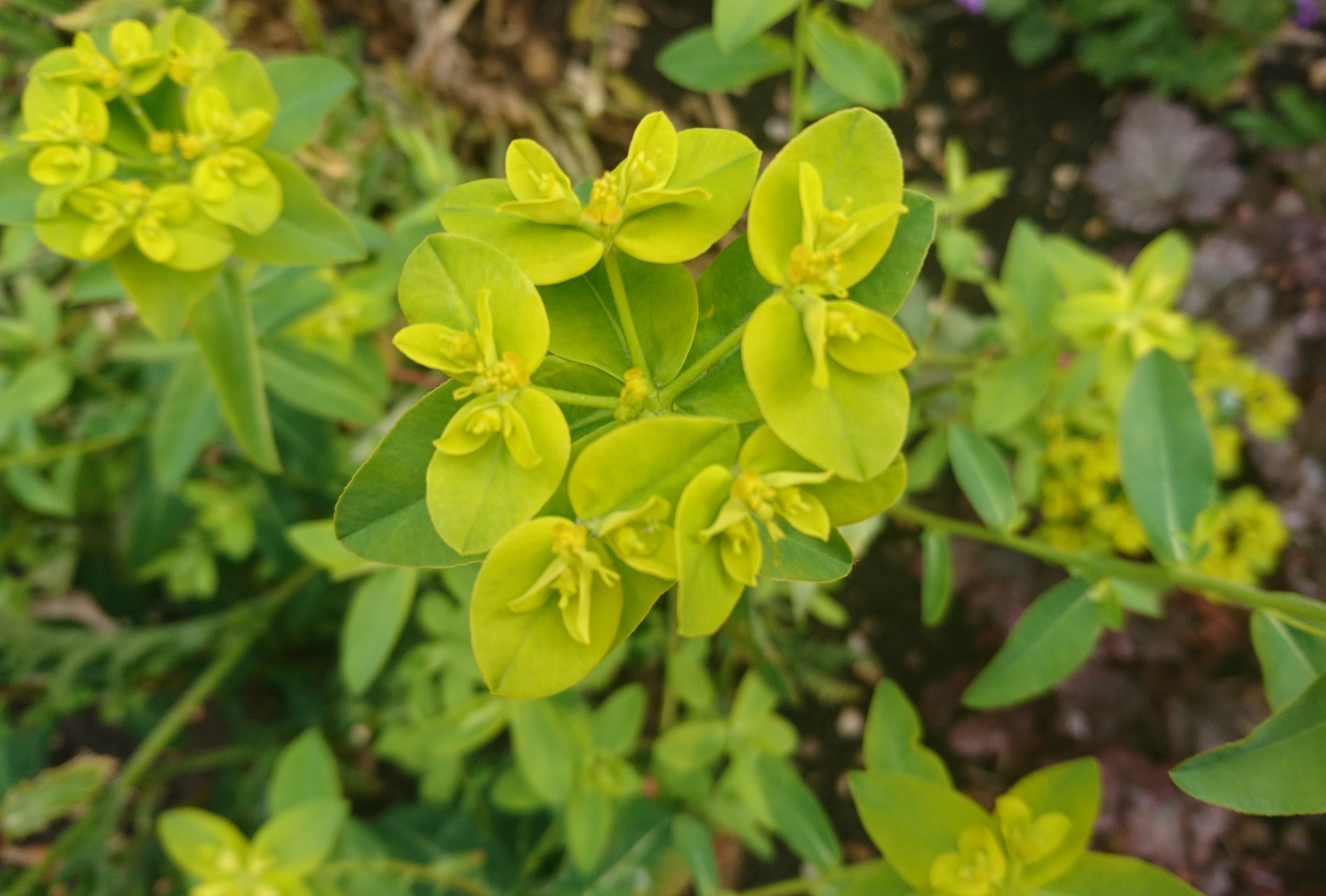 Euphorbia oblongata.