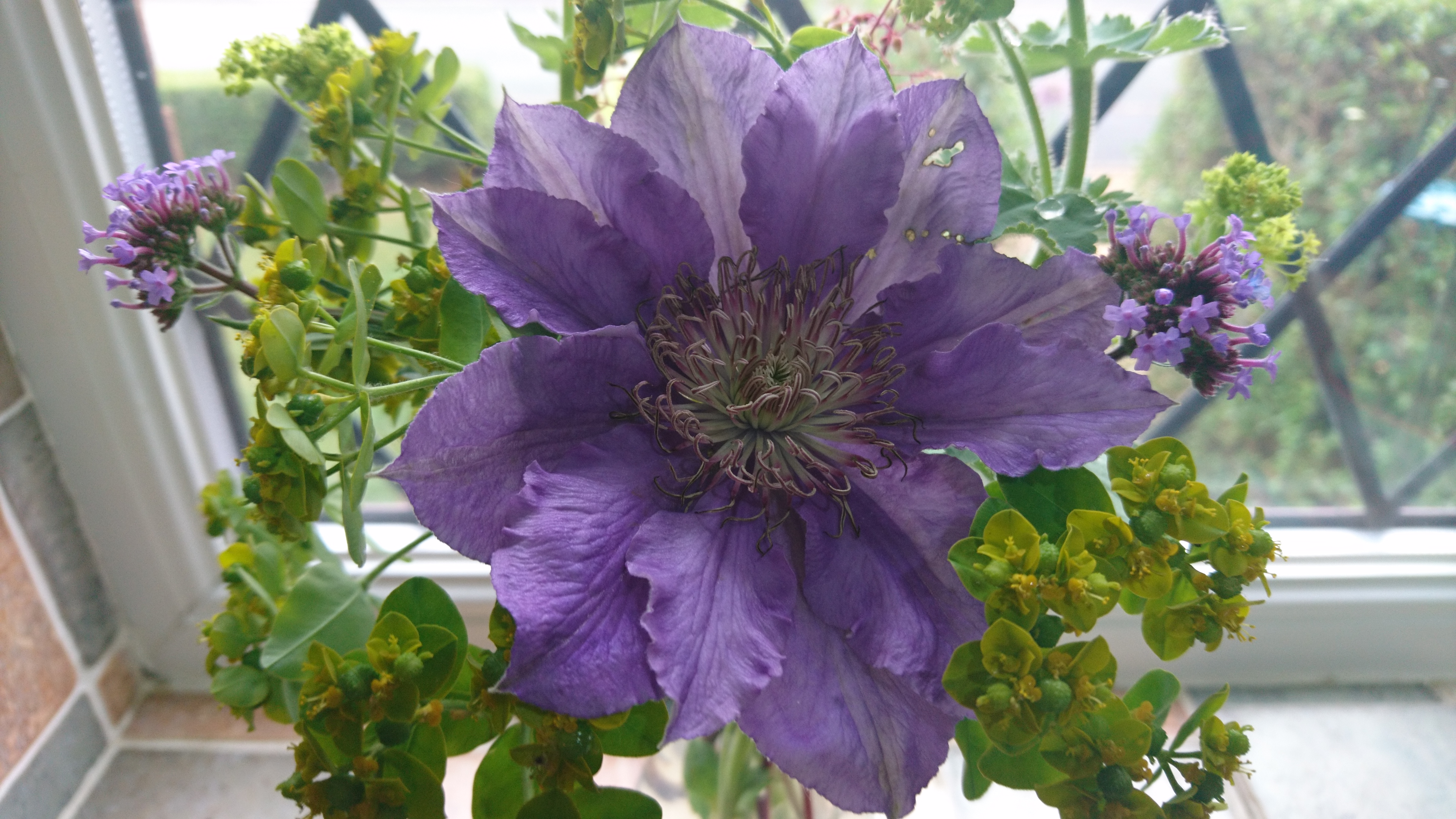 Euphorbia oblongata as a cut flower.