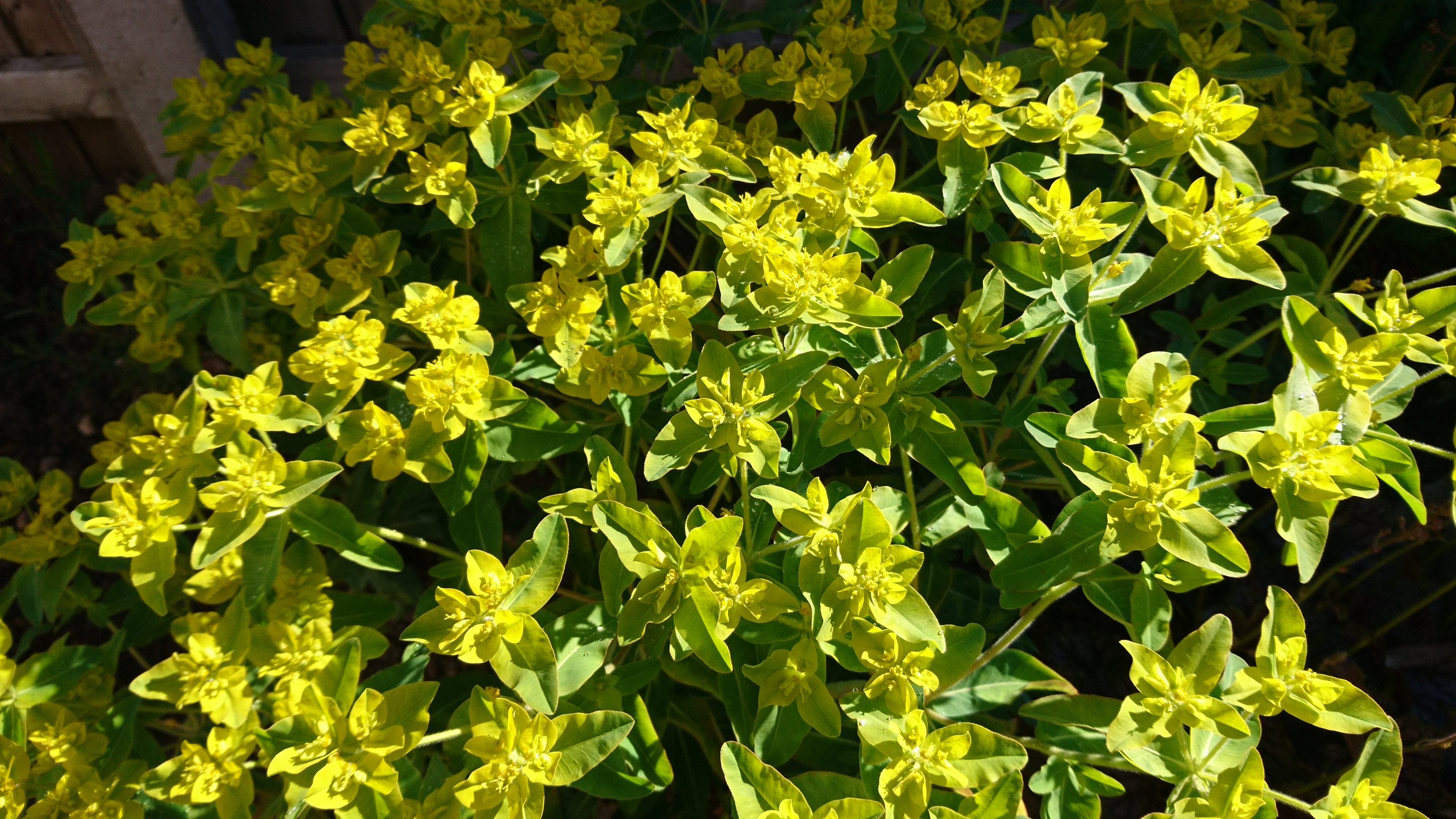 Euphorbia oblongata.