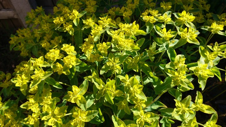Euphorbia oblongata.