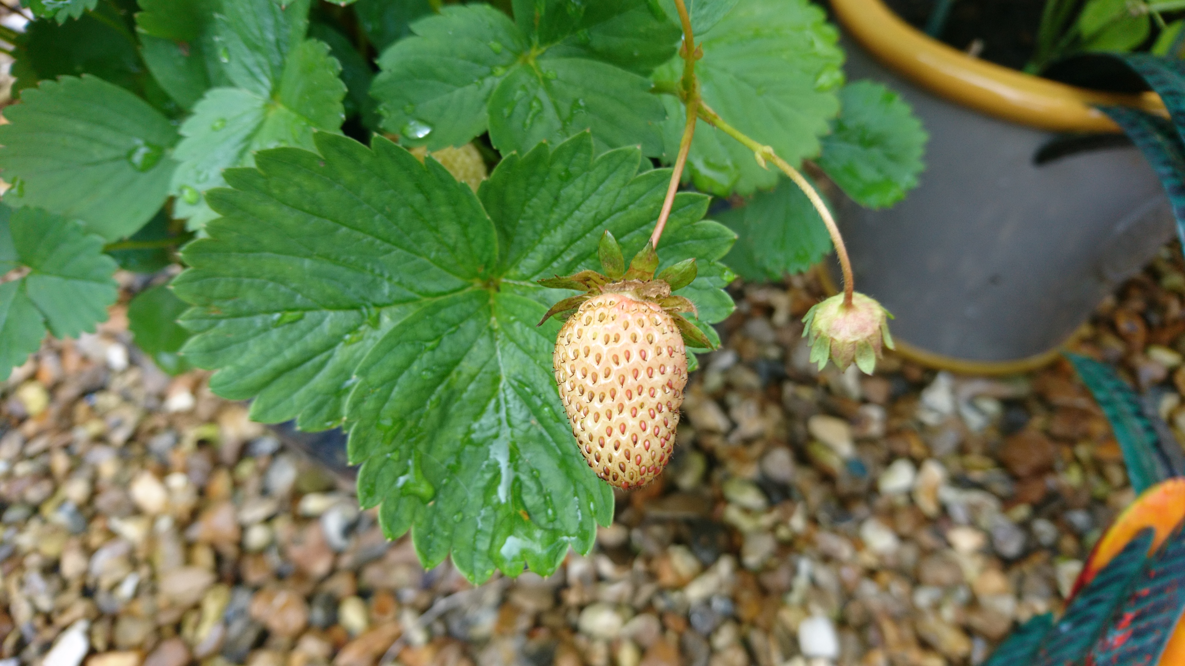 first-strawberry
