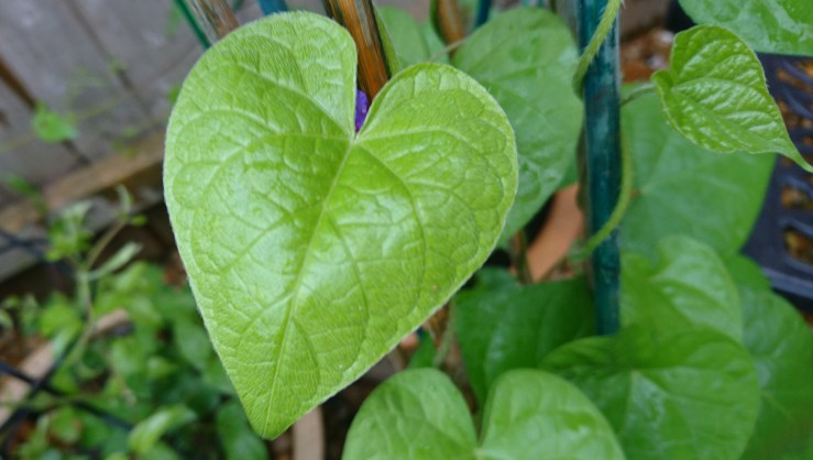 Morning Glory heart shaped leaf.