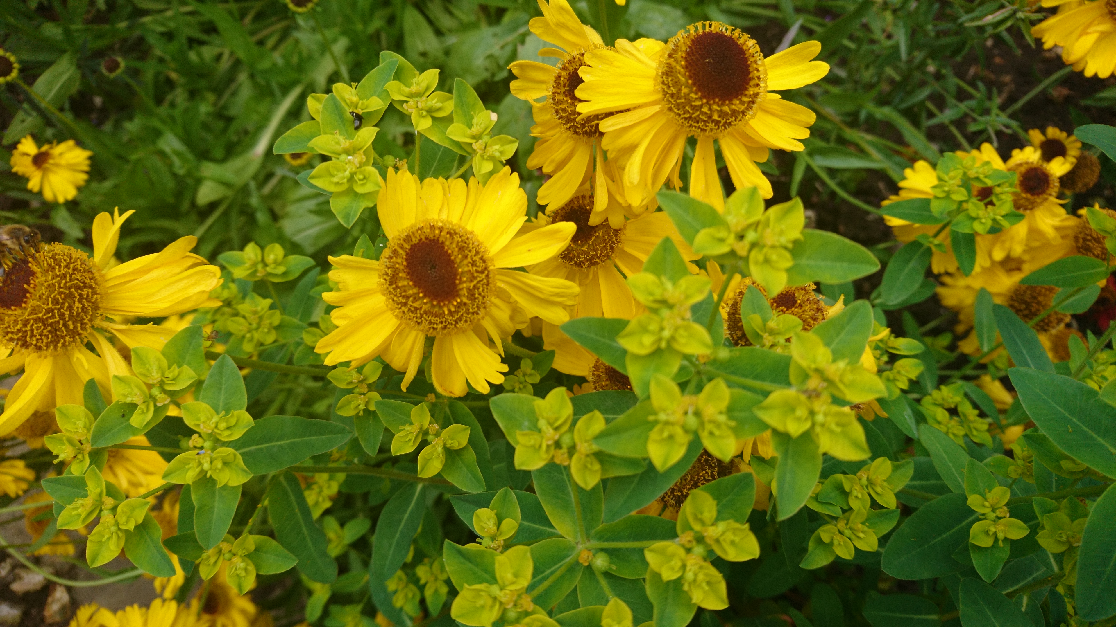 Yellow heleniums.