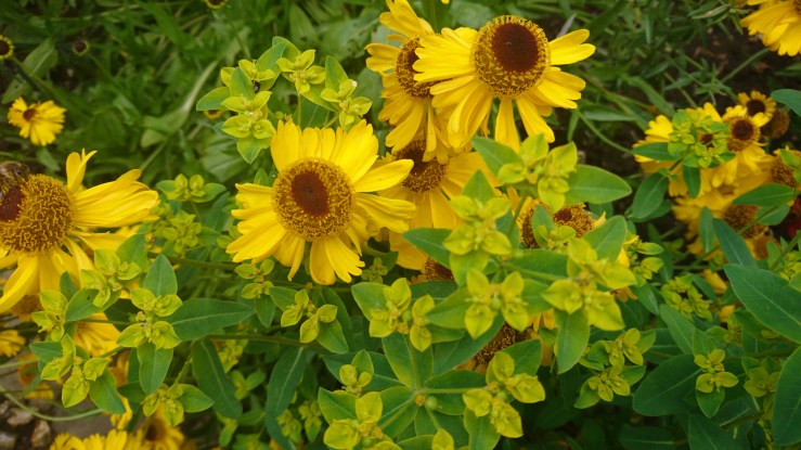 Yellow heleniums.
