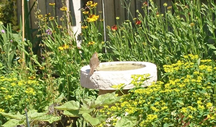 Yellow and orange heleniums in a border of mixed plants.