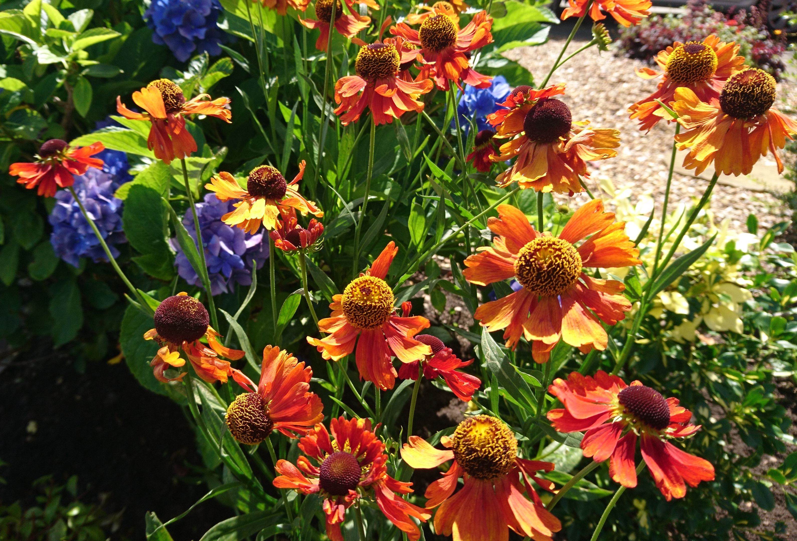 Orange heleniums planted with blue hydrangea.