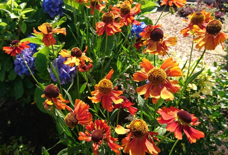 Orange heleniums planted with blue hydrangea.