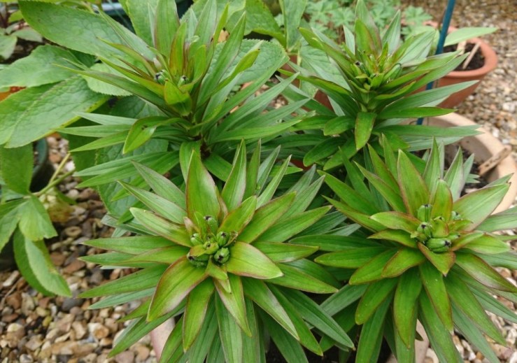 Dwarf lilies in bud.