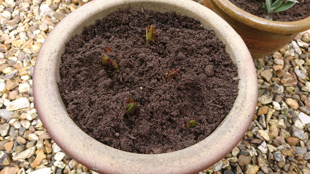 Lily sprouts.