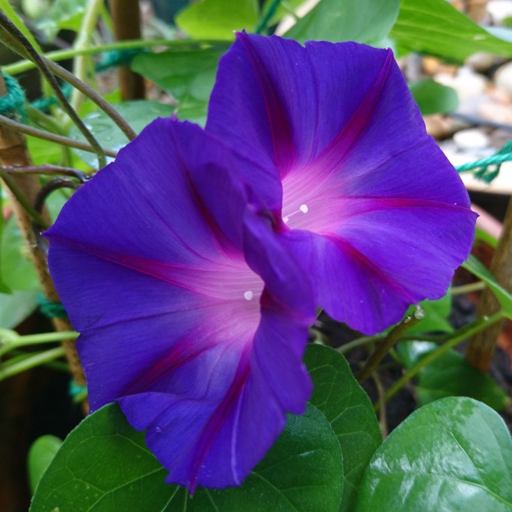 Purple Morning Glory plant.