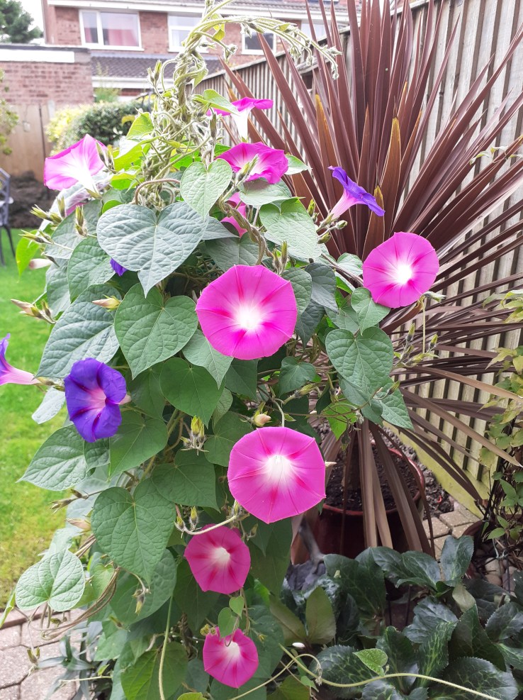 Purple and Pink Morning Glory plant.