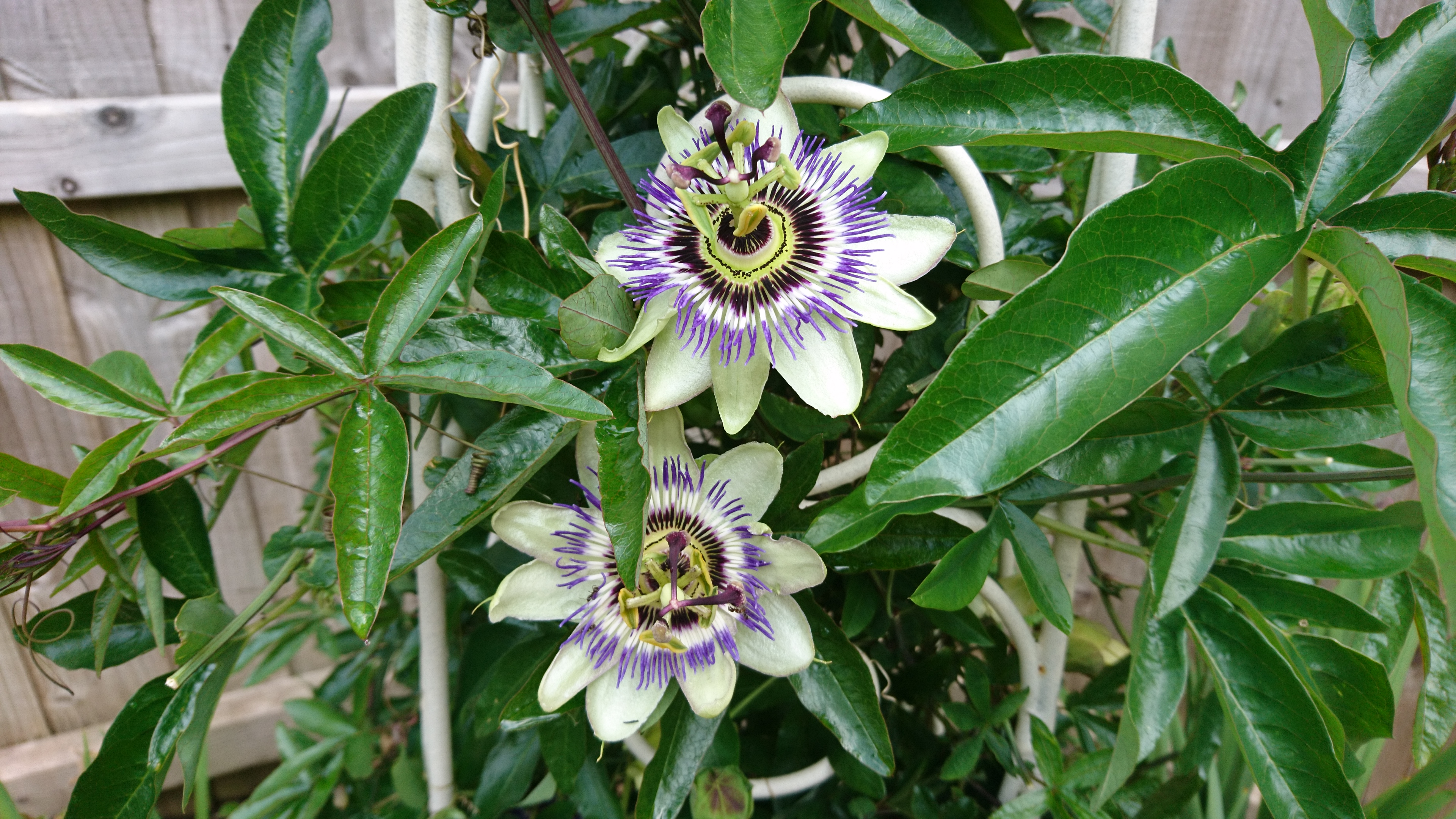 Passion Flower.