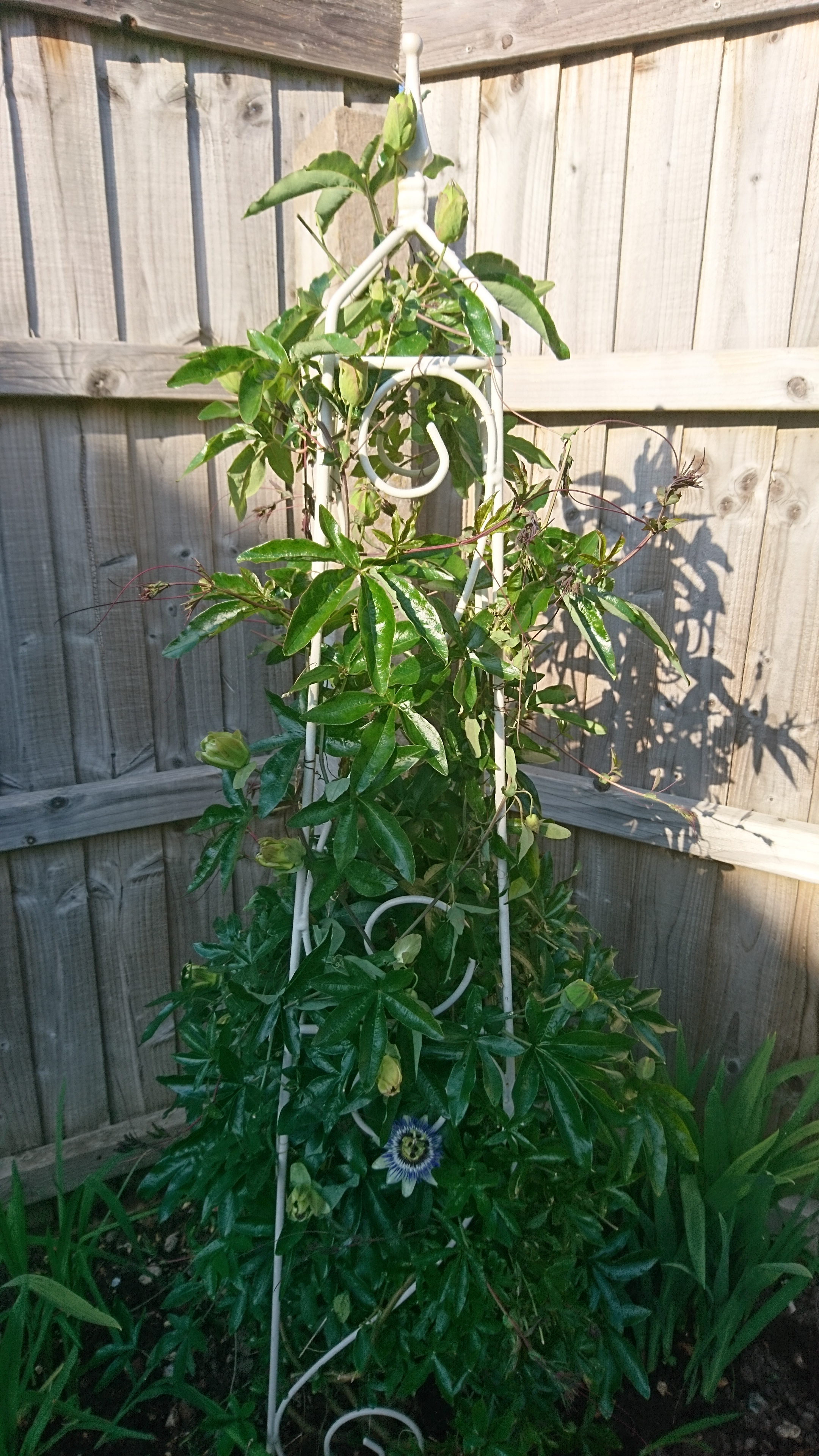 Passion flower growing up obelisk.