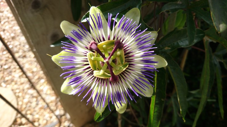 Passion Flower.