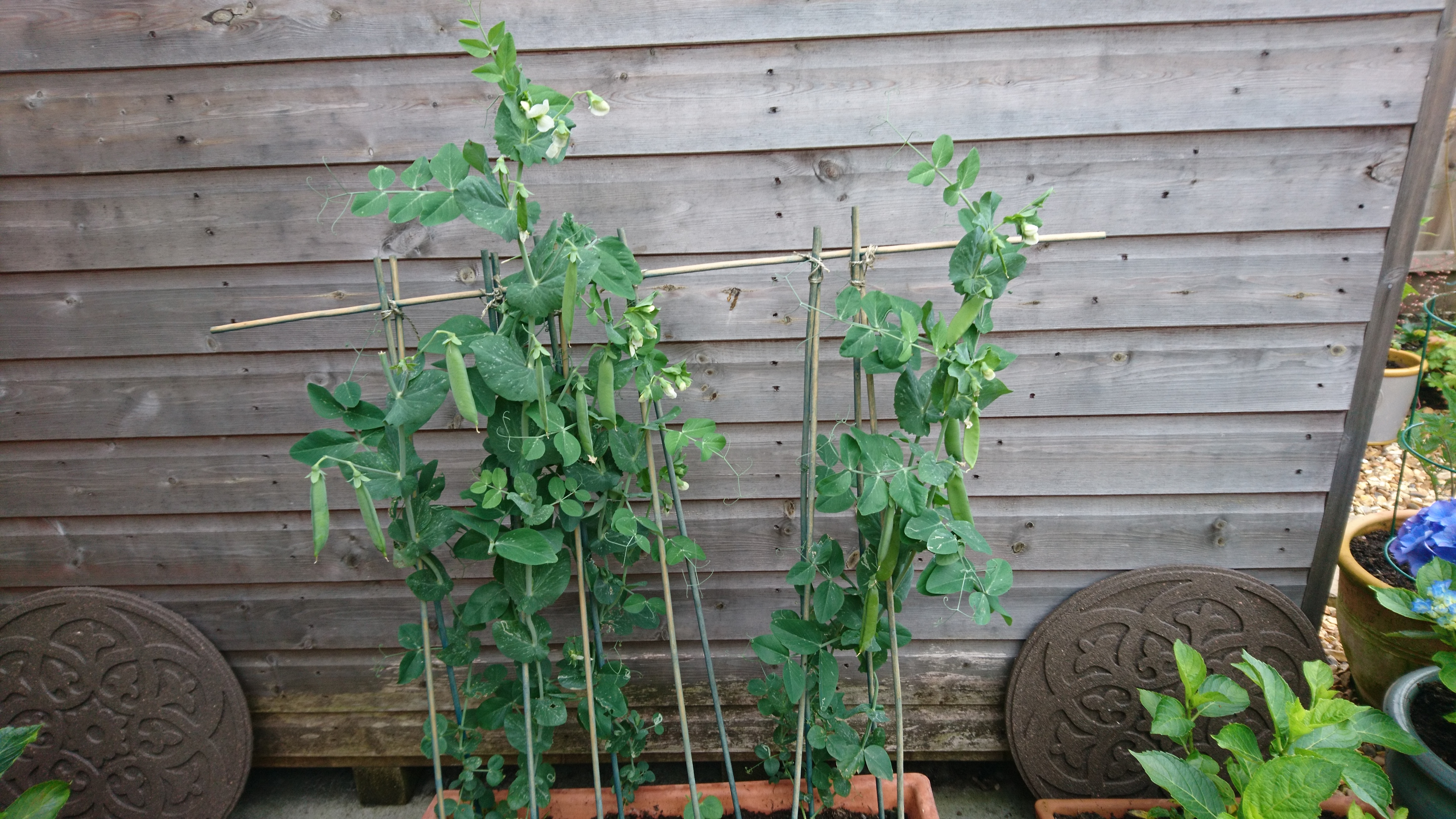 pea-plants