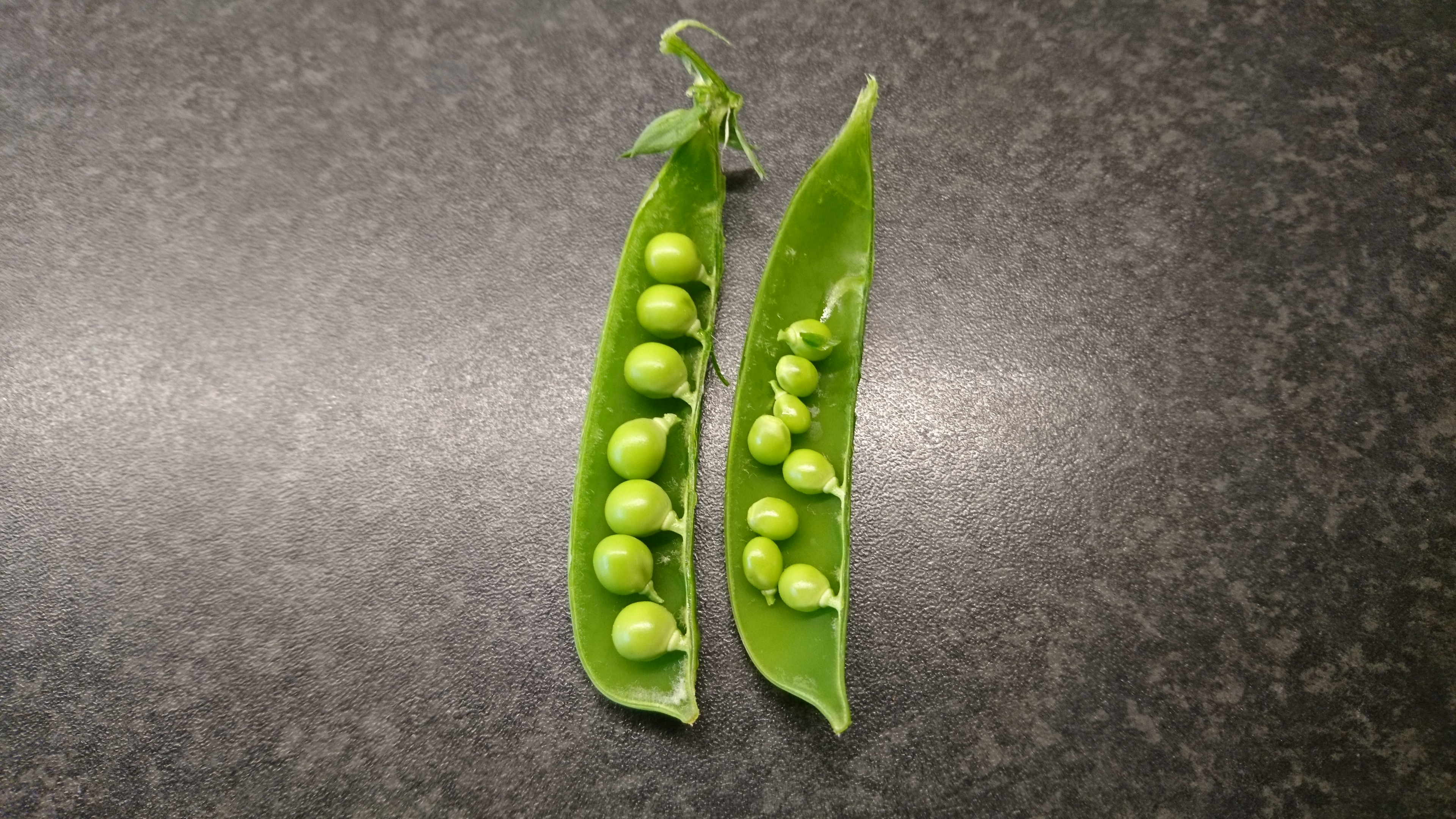 pea-pods-3