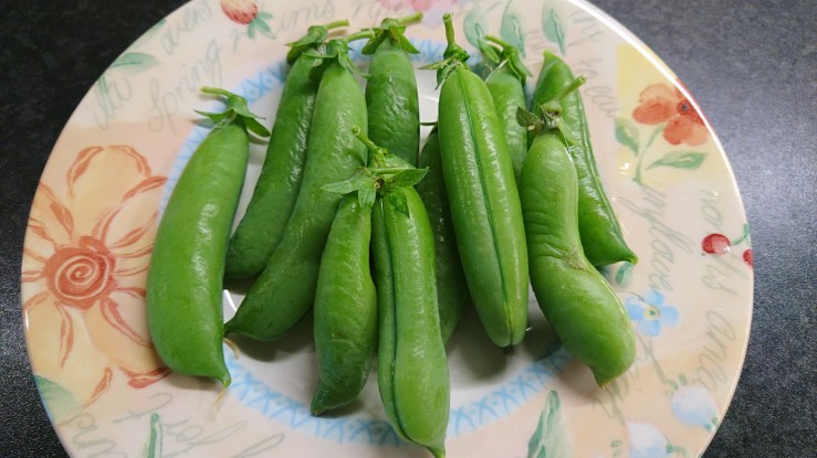 pea-pods-4