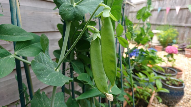 pea-pods