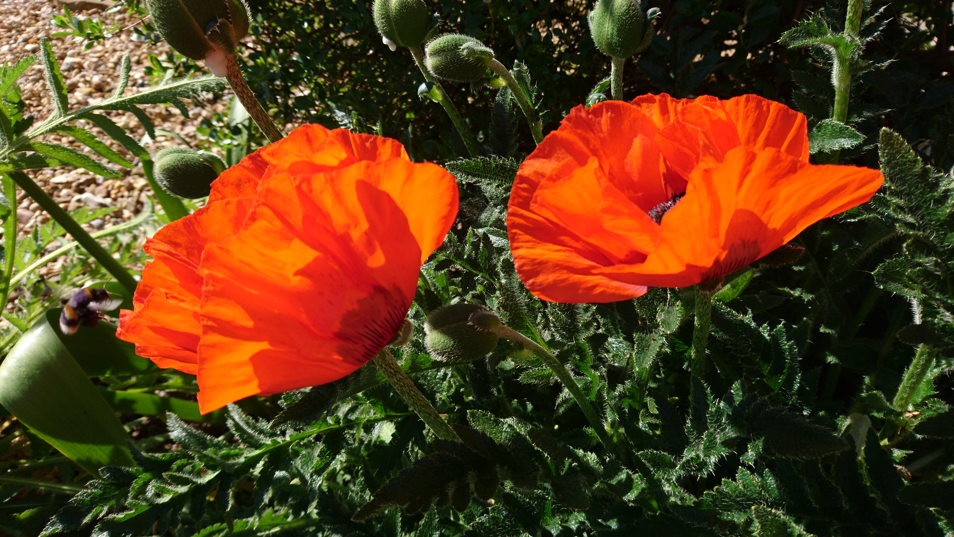 poppies-1