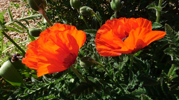 poppies-1