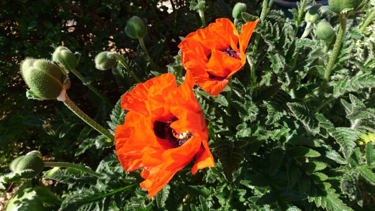 poppies-2