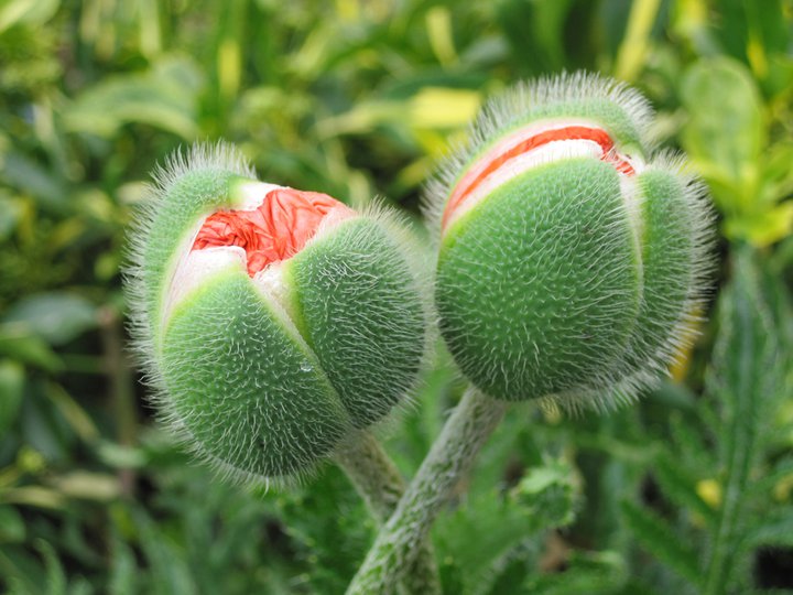 poppy-buds