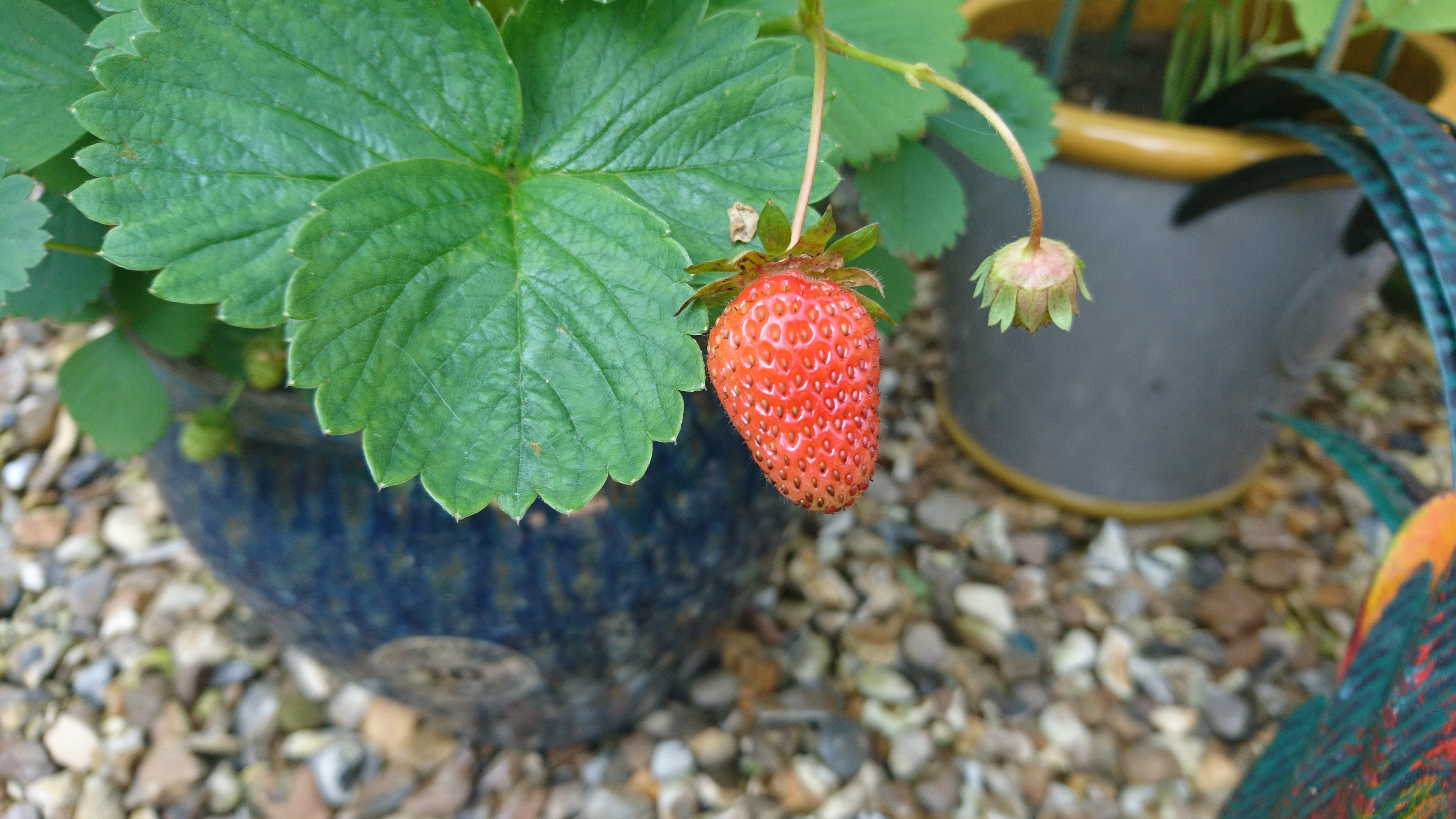 strawberry-2