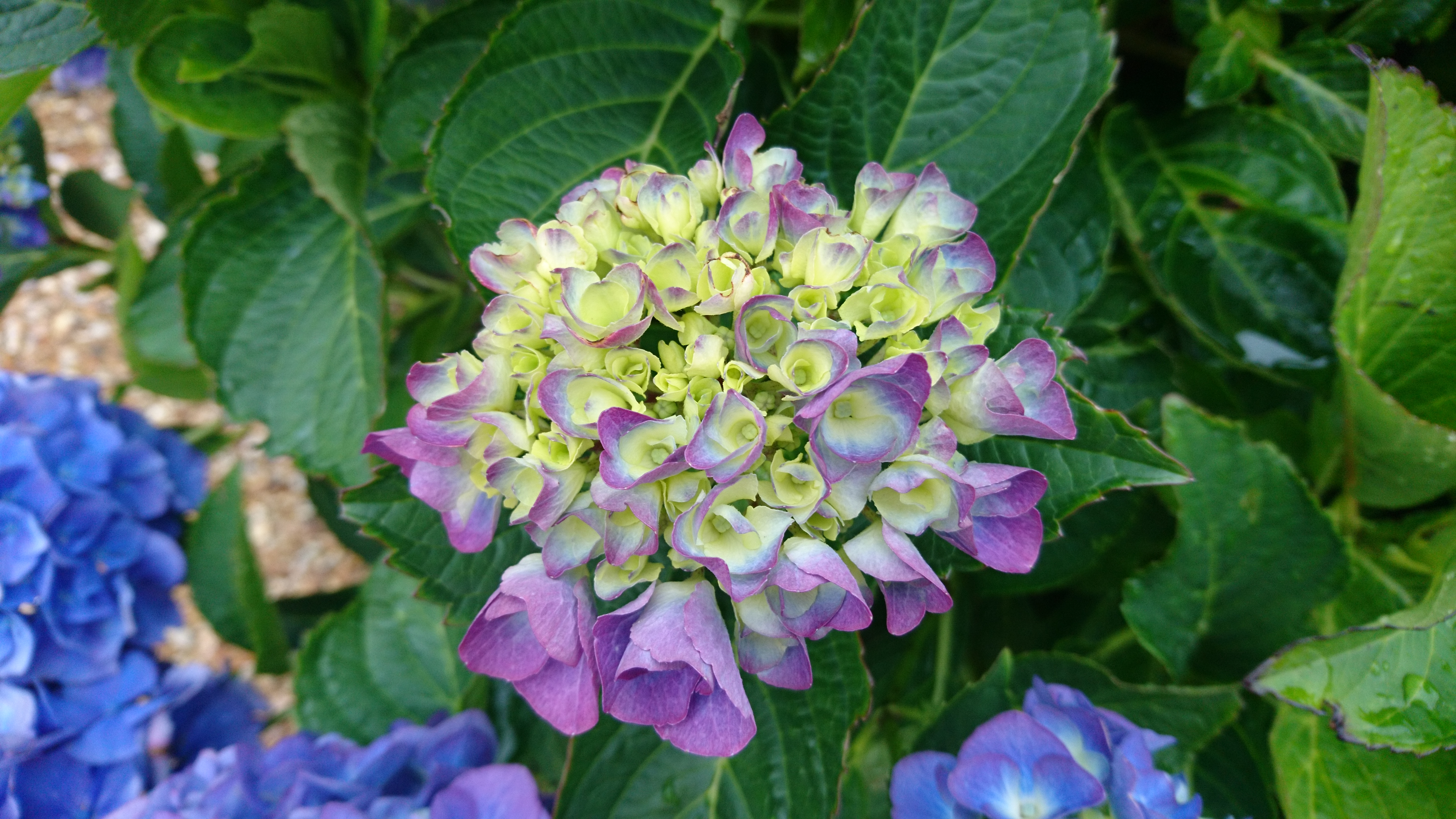 hydrangea-7