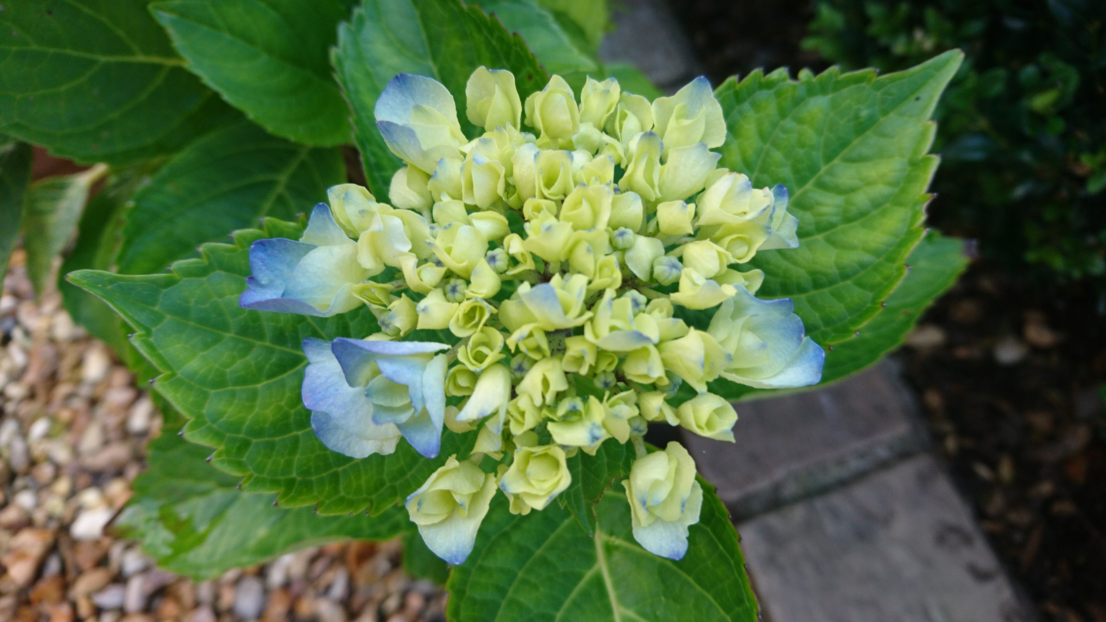 hydrangea-8
