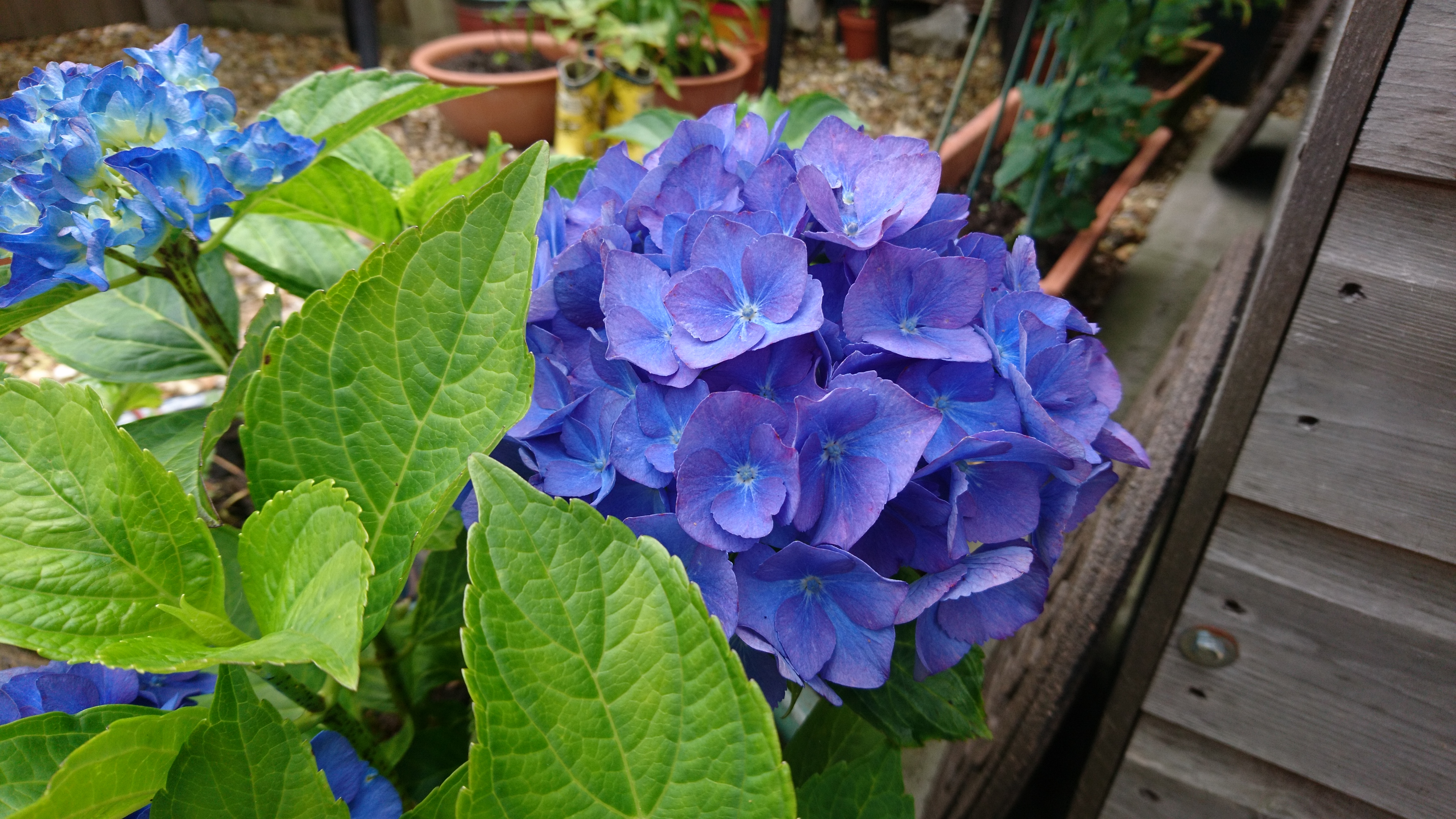 hydrangea-9