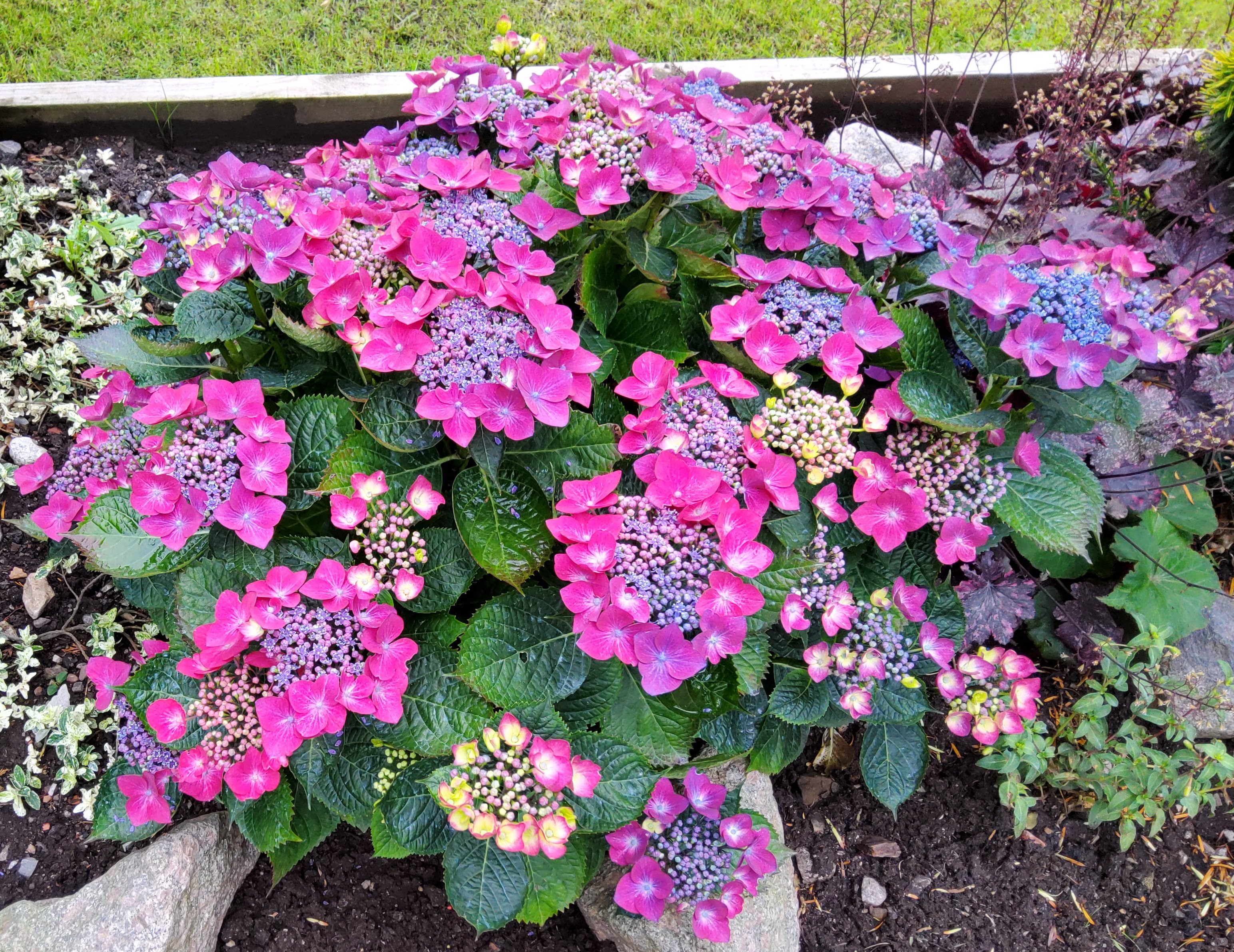 hydrangea-mum