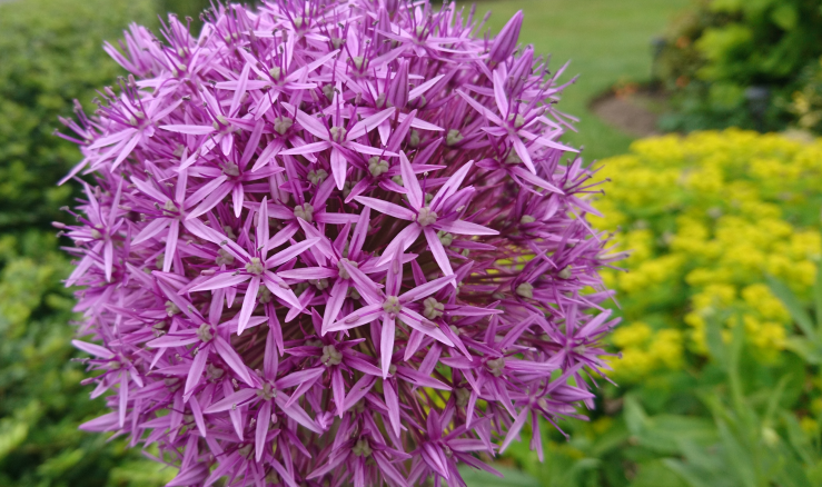 Allium