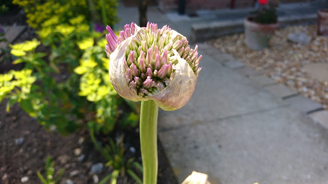 Purple allium.